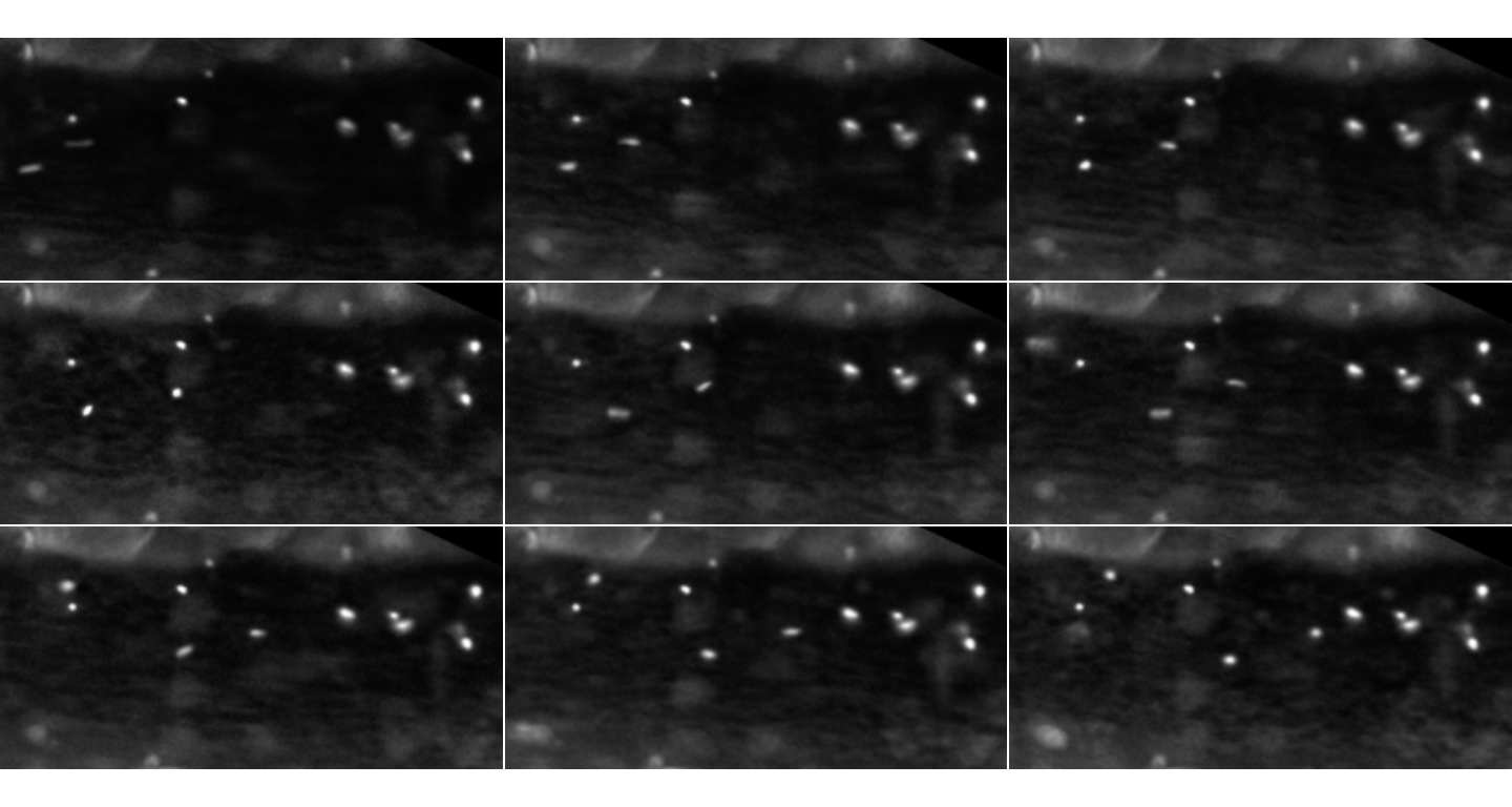 The first 9 frames for the red channel of the MesenteriumSubset dataset. This is just displaying the GrayScale signal for the red channel stored in `plateletsMesenterium` (for the thrombocytes)