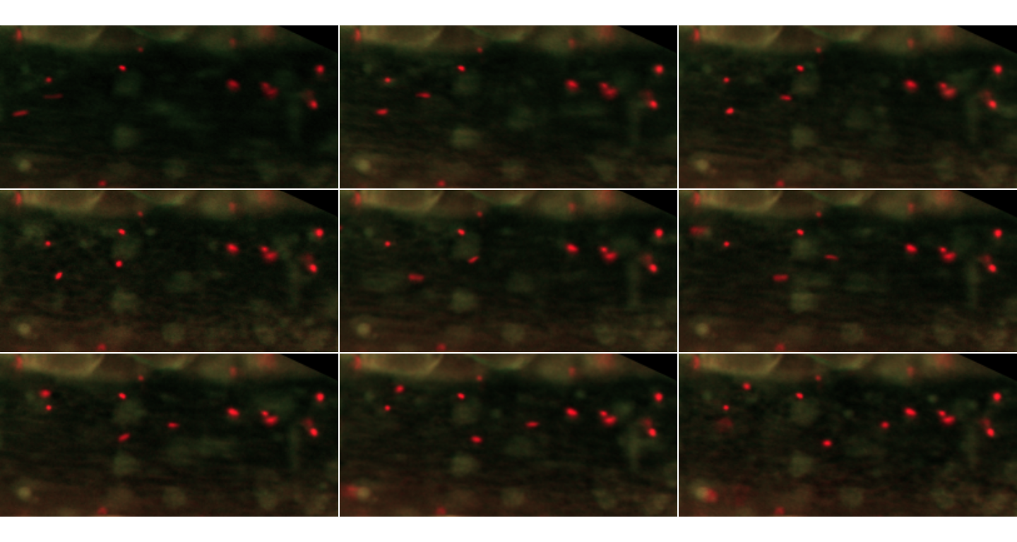 The first 9 frames of the MesenteriumSubset dataset. The red channel stores information about platelets, while the green channel is dedicated to leukocytes