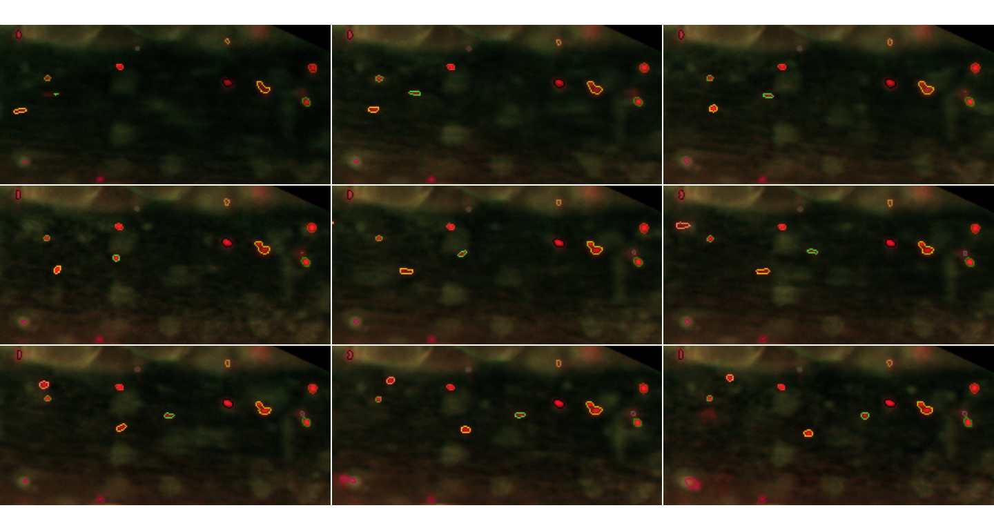 Particles detected in the first 9 frames. These are shown this time in colours corresponding to the identified trajectories, again with their contours defined by the segmentation procedure.